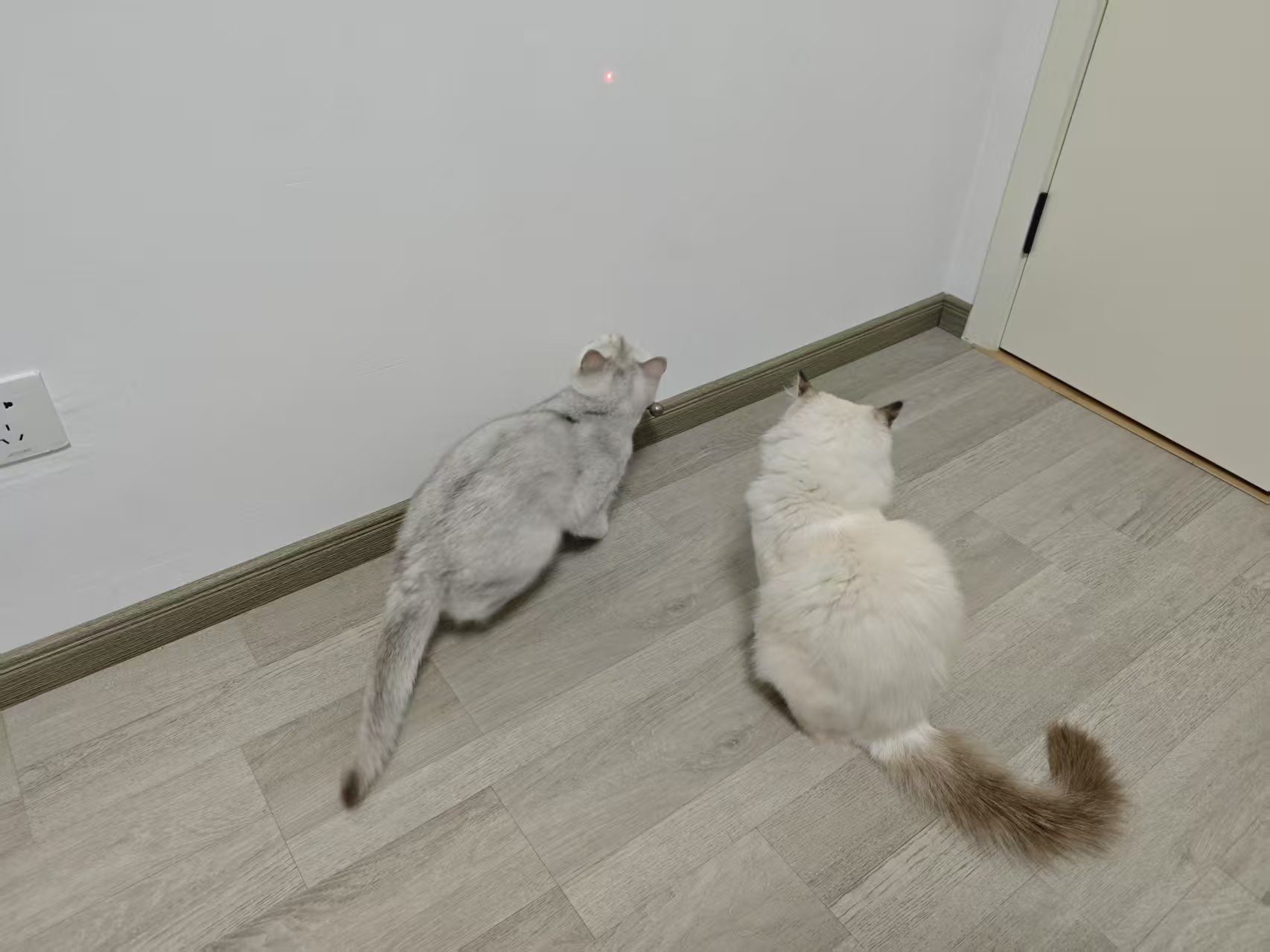 追逐激光笔的猫咪
